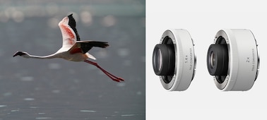 Ảnh của FE 600 mm F4 GM OSS